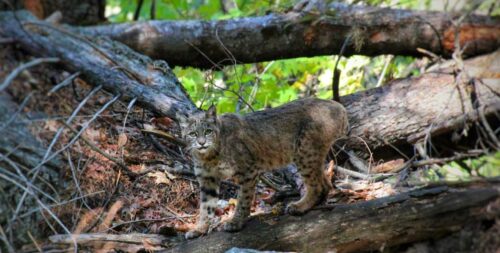 How to Trap a Bobcat? Complete Guide For Beginners