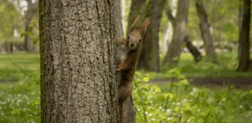 Full Guide To Squirrel Meat Taste, Safety&Cooking
