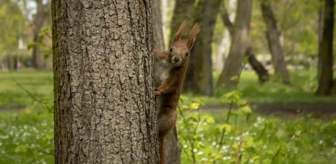 a squirrel is resting on the tree in the outdoors