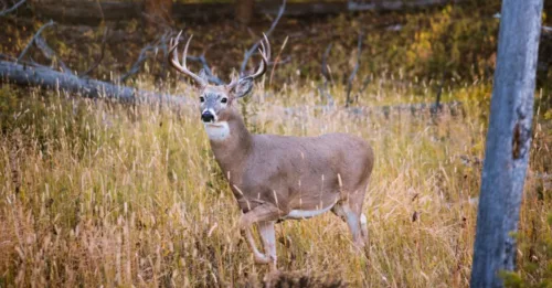 Utilize The Deer Hunting 7-Day Rule To Increase Success