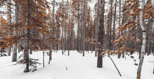 How Many Grams Of Insulation You Need For Hunting Boots?