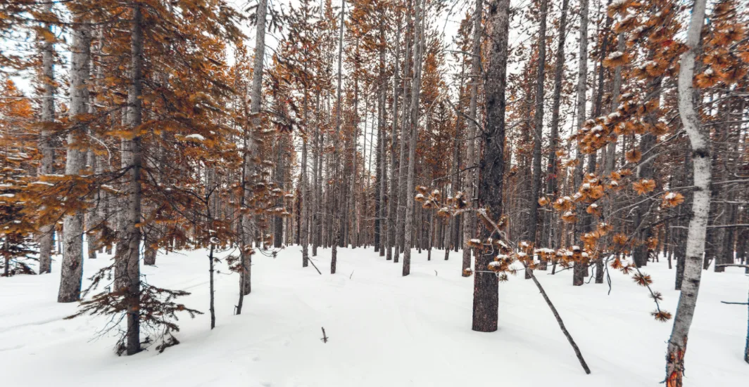 hunting in the winter forest that covered in snow