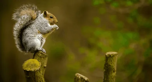These Must-Have Squirrel Hunting Gear You’ll Ever Need