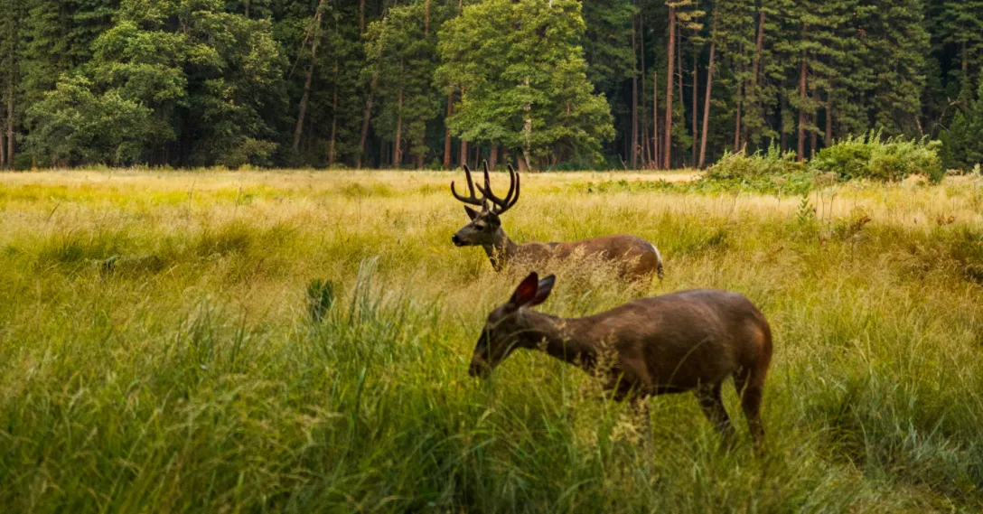 two deer are standing in the wild