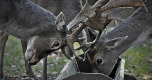 Deer Antler Point Restriction: Rules, Purpose & Hunting Strategies