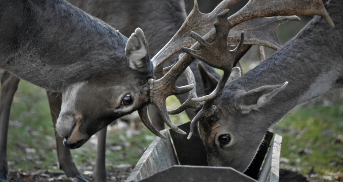 two deer are showing their huge antlers