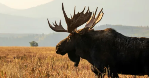 What To Learn From The Largest Moose Ever Recorded?
