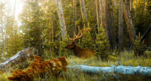 Complete Deer Hunting Guide: Seasons, Gear, Field Dressing&Tactics