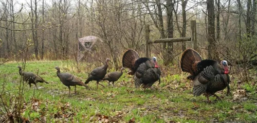 Complete Turkey Hunting Guide: Biology, Tactics, Gear & Field Dressing